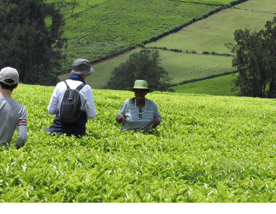 Welcome to Riara Tea Tours & Travel - Where Every Journey Begins with a Sip.